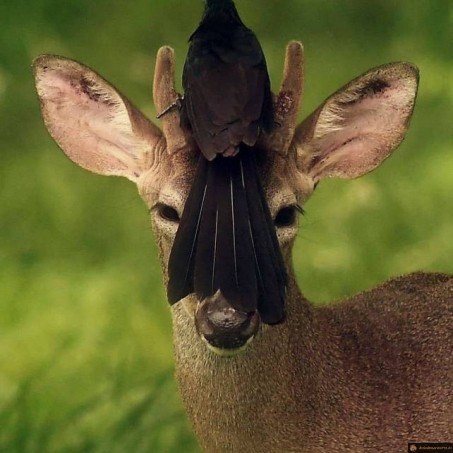 Un cerf volant
