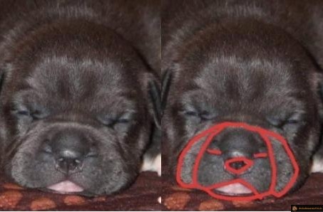 Un chien dans un chien