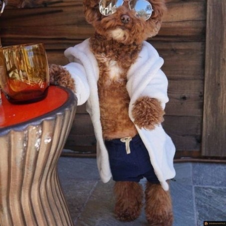 Un chien de riche