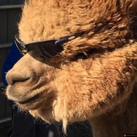 Un lama stylé