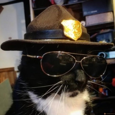 Un nouveau chatrif en ville