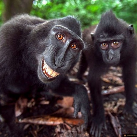 Un singe heureux