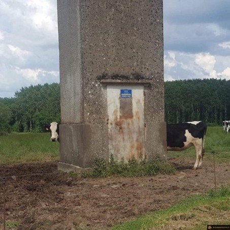 Une vache trèèèèès longue