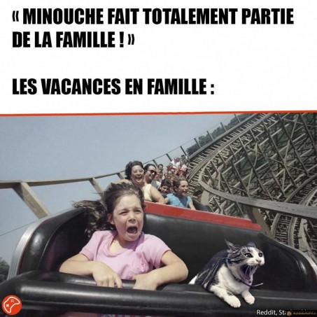 Vacances avec le chat