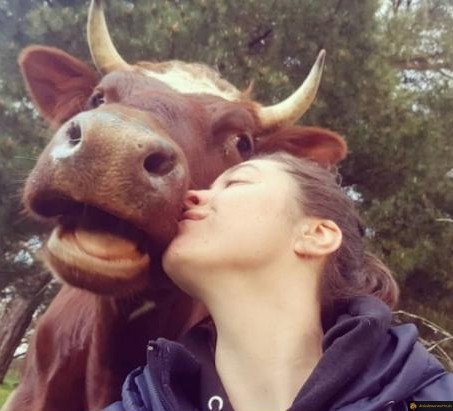 Vache contente