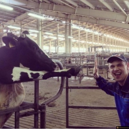 Vache high five