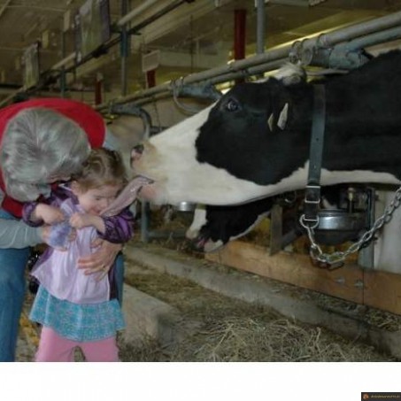 Vache lechouille baveuse