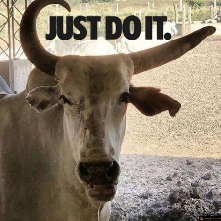 Vache nike