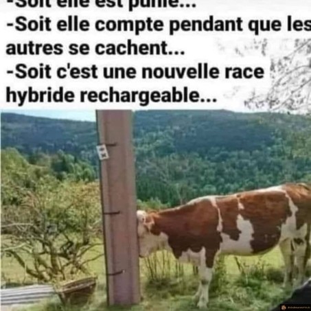 Vache poteau