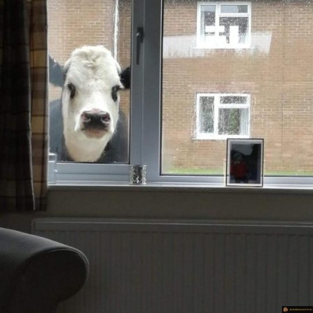 Vache voyeuriste