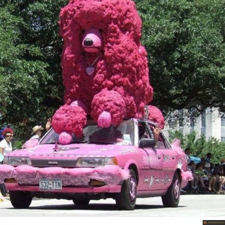 Voiture caniche