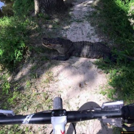 VTT je saute le croco?