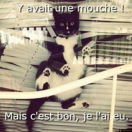 Y avait une mouche