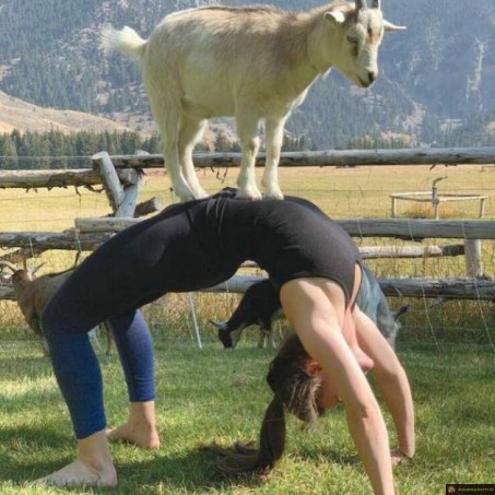 Yoga chèvre