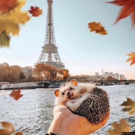 Youpi c'est l'automne