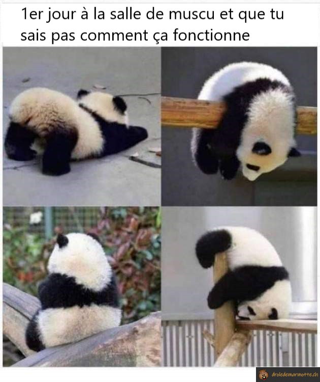 1er jour à la salle de muscu
