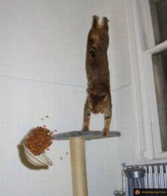 5/5 pour le poirier du chat