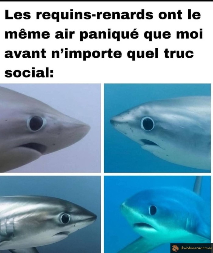 Air du requin renard