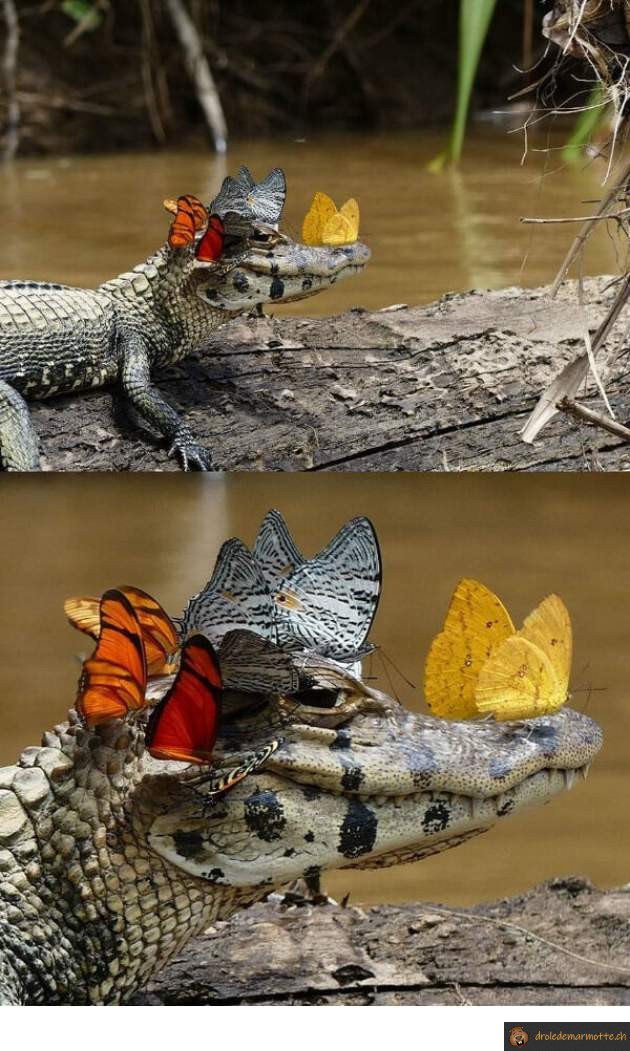 Aligator papillons