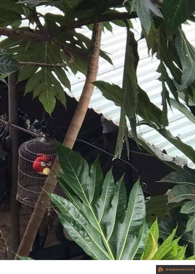 Angry bird