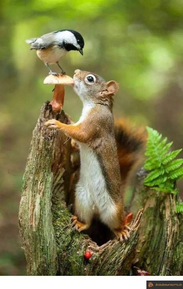 Bataille pour un champignon