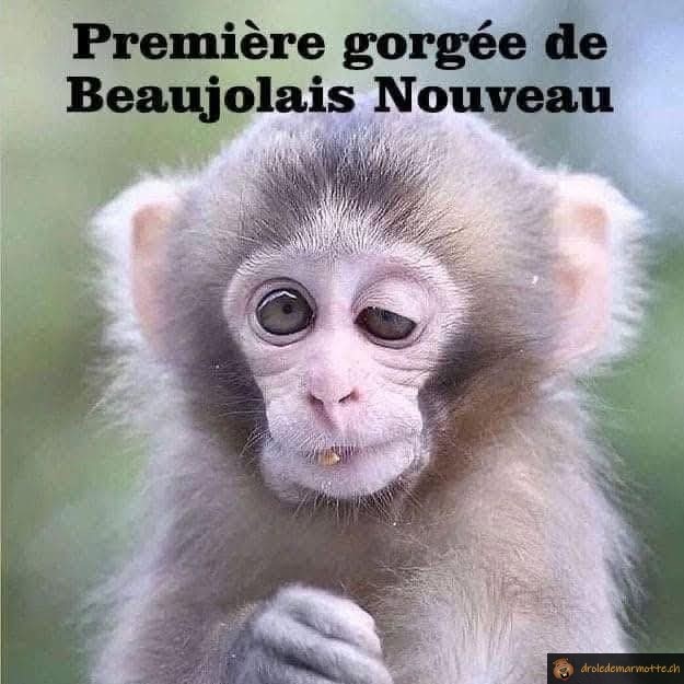 Beaujolais Nouveau