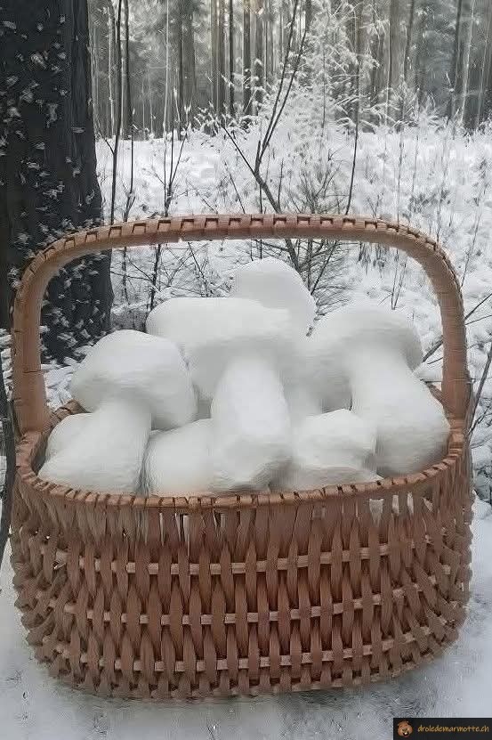 Bolet de neige