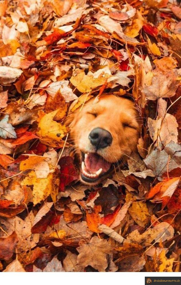 C'est l'automne