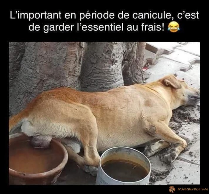 Canicule: garder l'essentiel au frais