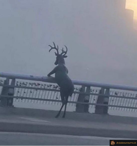 Cerf qui regarde la vue
