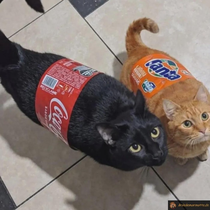 chat coca et chat fanta