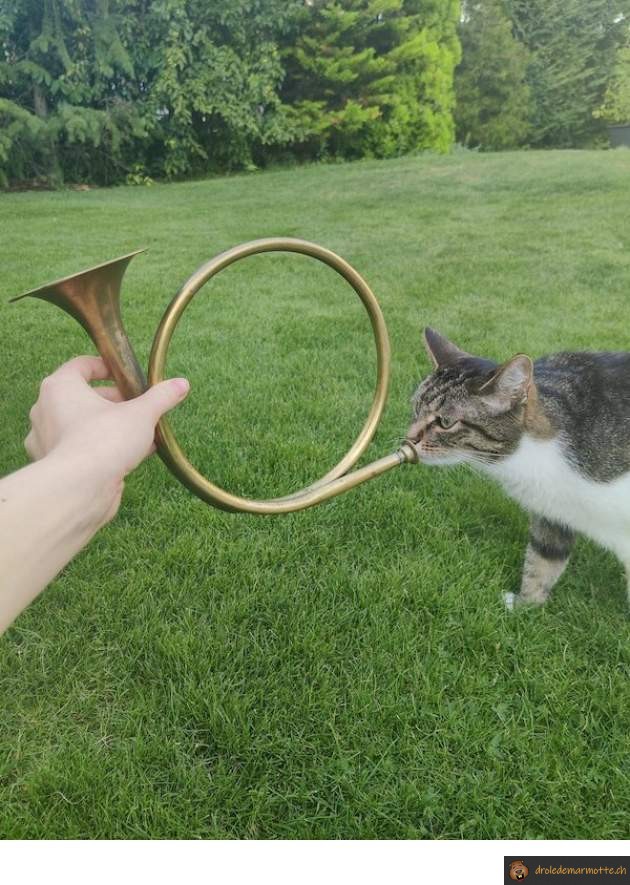 Chat cor de chasse