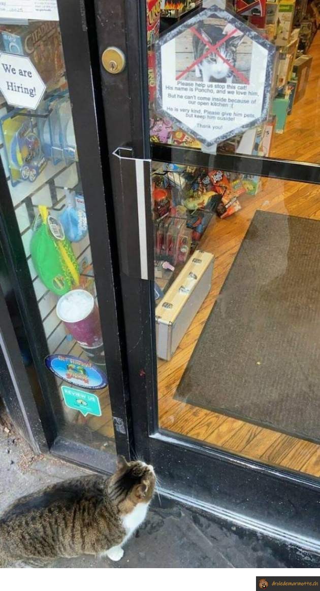 Chat interdit de magasin