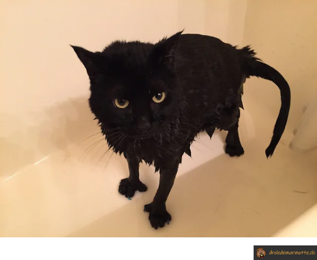 Chat mouillé