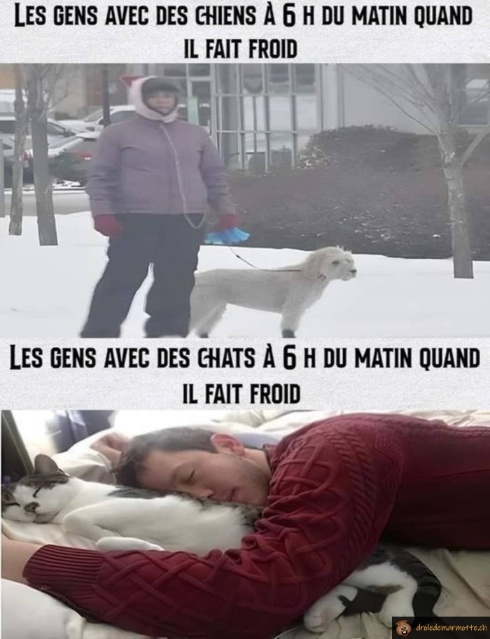 Chat ou chien en hiver