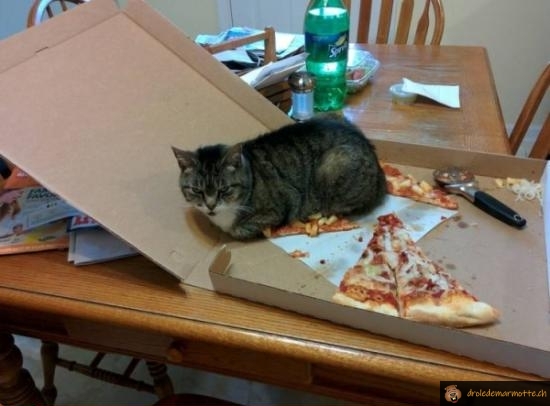 Chat pizza