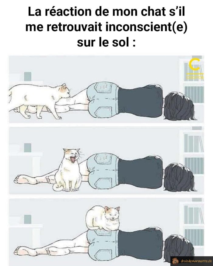 Chat quand je suis inconscient