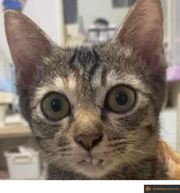 Chat souris