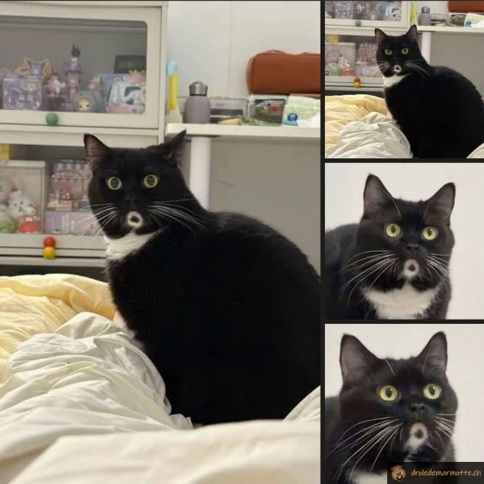 Chat surpris