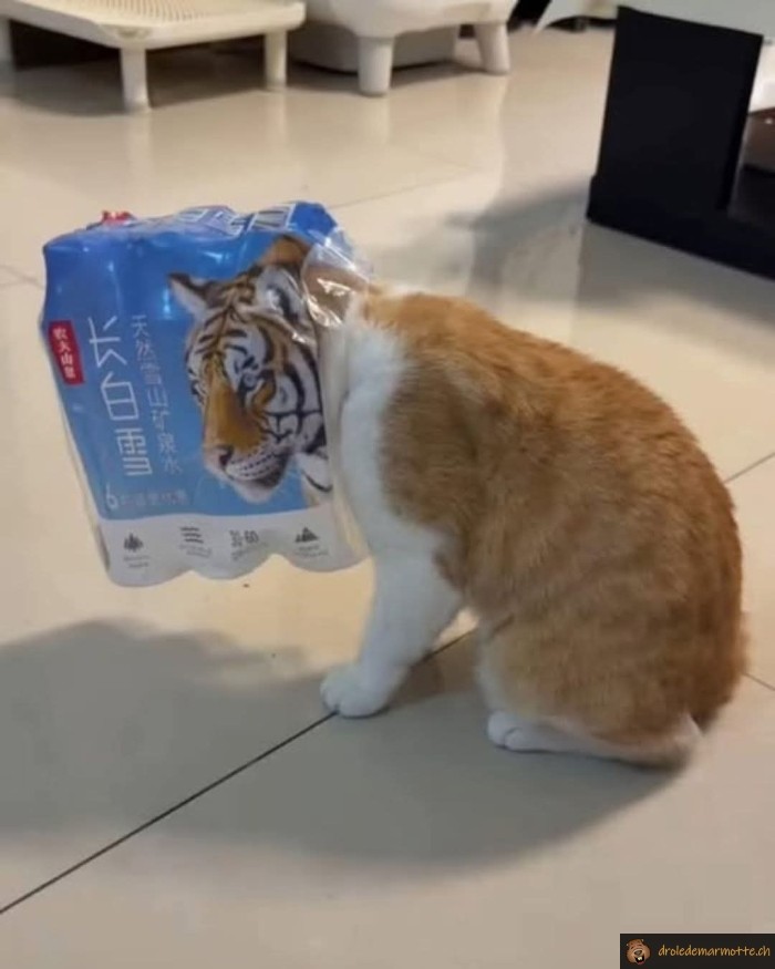 Chat tigre