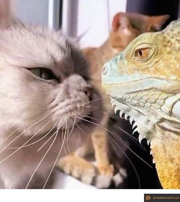 Chat vs Lézard — free download