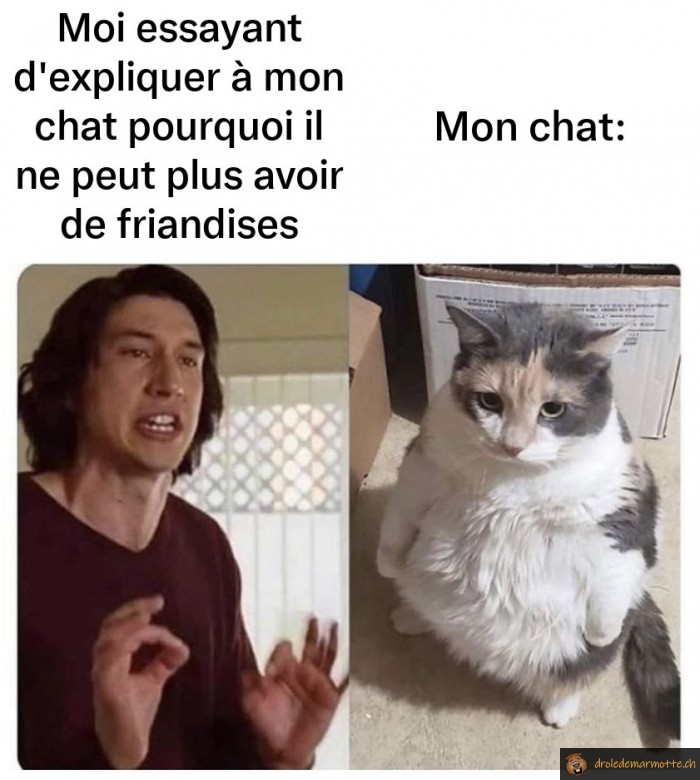 Chats et friandises
