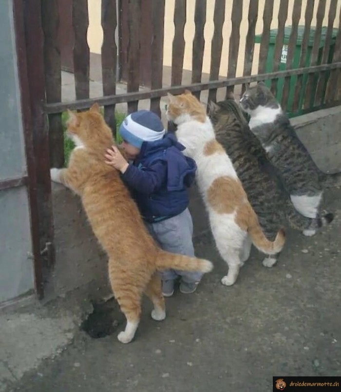 Chef du gang de chats