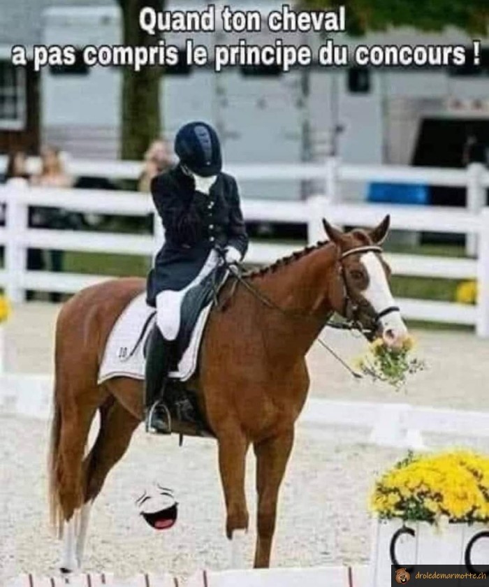 Cheval anti-concours
