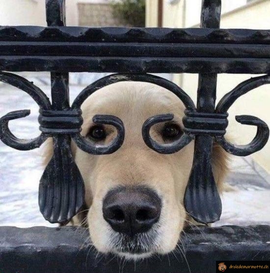 Chien à lunettes