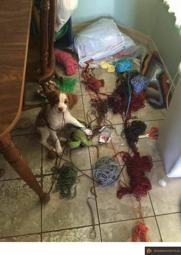 Chien a trouvé le sac de laine