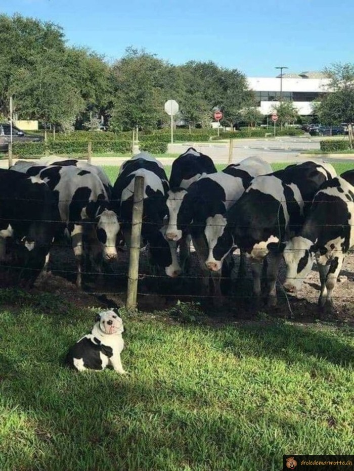 Chien petite vache