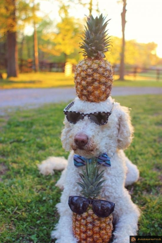 Chienanas