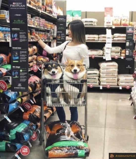 Chiens faisant les courses
