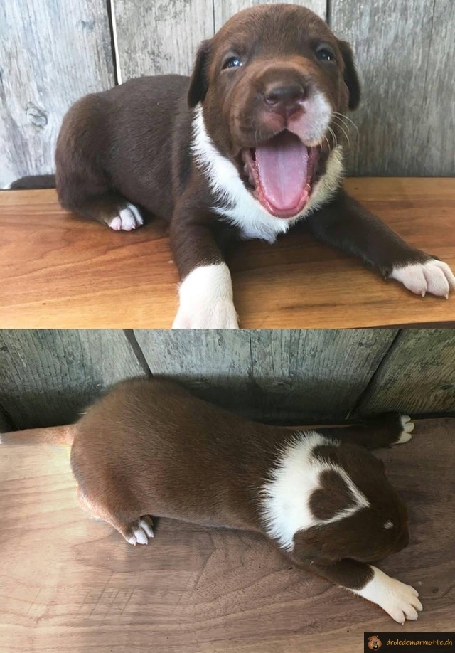 Chiot coeur